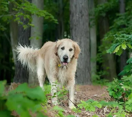 De Kruishoeve 's-hertogenbosch - ホテル フト
