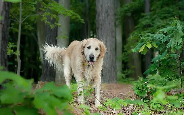 De Kruishoeve 's-hertogenbosch - 호텔 부흐트